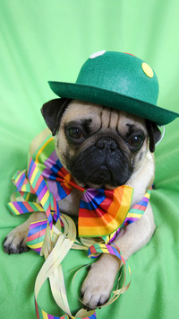 Young pug with a green hat a colorful bow tie and