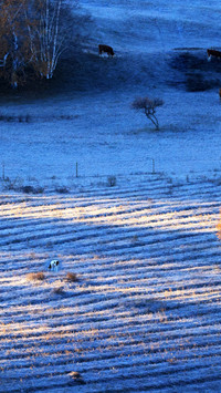 The first scene of snow falling on the pasture
