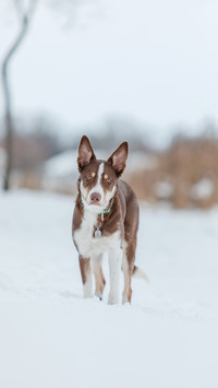 Border collie dog in winter snowing landscape