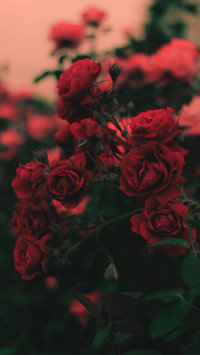 Roses and Lilacs (18)