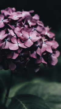 Roses and Lilacs (16)