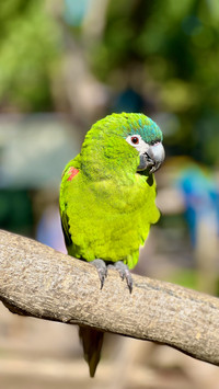 The smallest macaw makes its appearance
