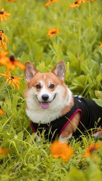 Corgis advantages were known early 3