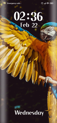 Yellow Macaw