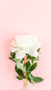 flowers-01