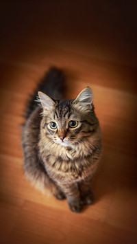Cute gray kitten sitting on a red floor
