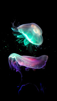 The strongest creature in the ocean 36