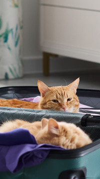 Lying in an open suitcase