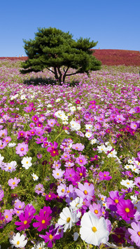 Great persian chrysanthemum 3