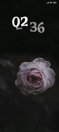 Blossom Rose