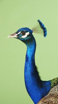 Peacock with blue head