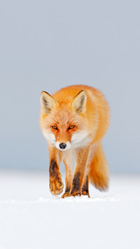 Red fox in white snow