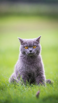 Cat Sitting on The Grass Outdoors