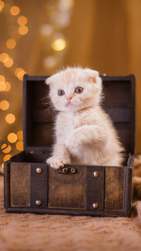 可爱的猫咪-拍信图库