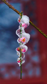 梅花香自苦寒来-拍信图库