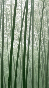 india-bamboo