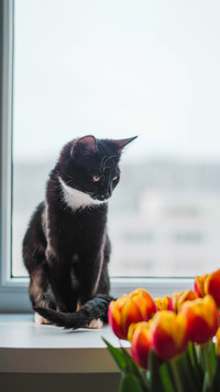 Beautiful black and white cat with a colorful tulip bouquet