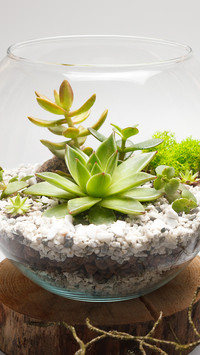 多肉植物养护指南