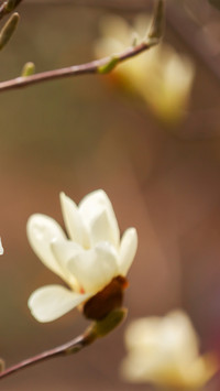 Spring scenery-04