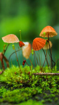 Mushroom growth in the field