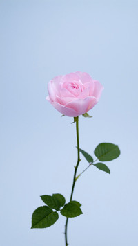 rose