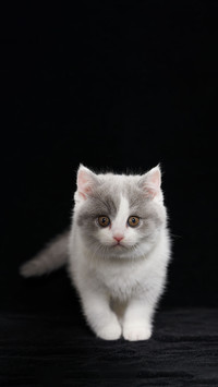 6 health tips for cat protection