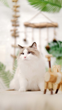 Puppet cats are also known as puppets dogs
