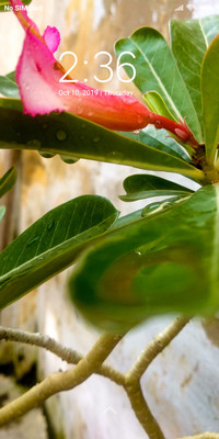 Beautiful Flowers_DWM2