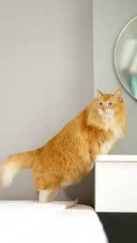 Raising cats will expose economic strength