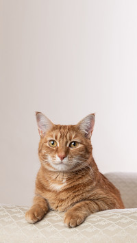 Cat posing on chaise lounge