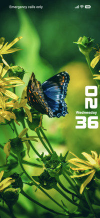 Butterfly