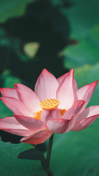 The summer lotus reflects the fragrance of the sun