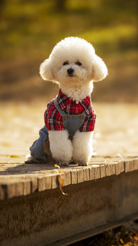 Greeting etiquette for dogs