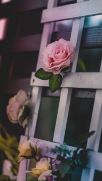 Blossom Flower (20)