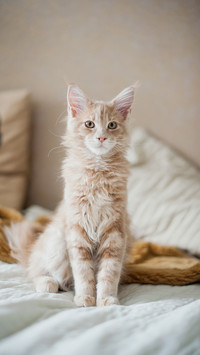 猫咪会记仇嘛