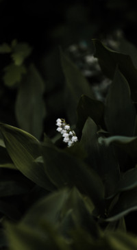 Nature HD - 2020-06-02T130122.558