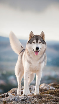 Dog165