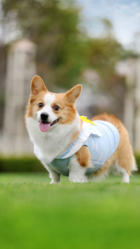 The Seven Most Enthusiastic Dogs in History 6