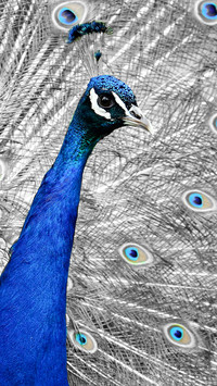 peacock_0012_peacock_0002_图层 13