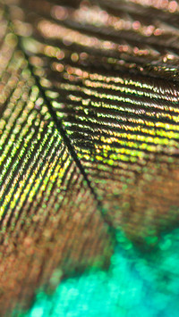 peacock_0009_peacock_0005_图层 10