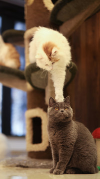 Warm cat room 05