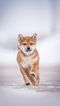 A cute red shiba inu puppy with big ears running along