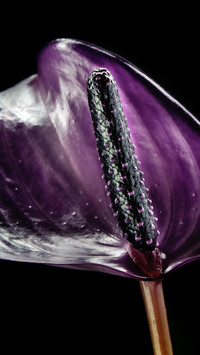 PAIXIN_plant (4)