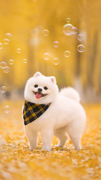 5 signs of stinginess in dogs