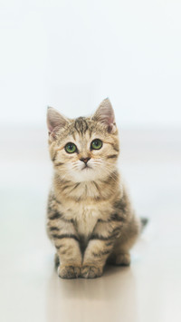 Cute Kitten Sitting and Looking at Camera