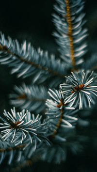 international_plant (1)