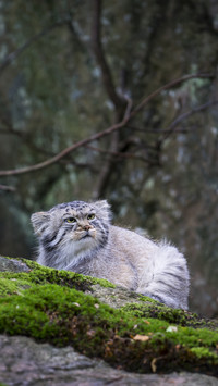 Nine wellknown list nine cats