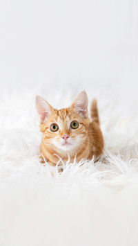 Adorable Orange Tabby Haired Kitten Relaxing on Blanket
