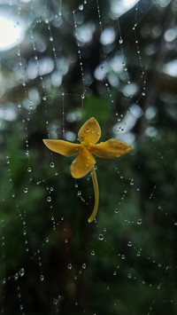 Droplet on flower and spider web