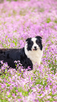 Prevent dry and cracked noses in dogs